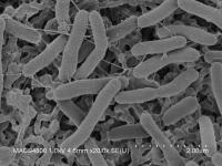 Biofilm