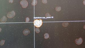 SFI Visual Intelligence