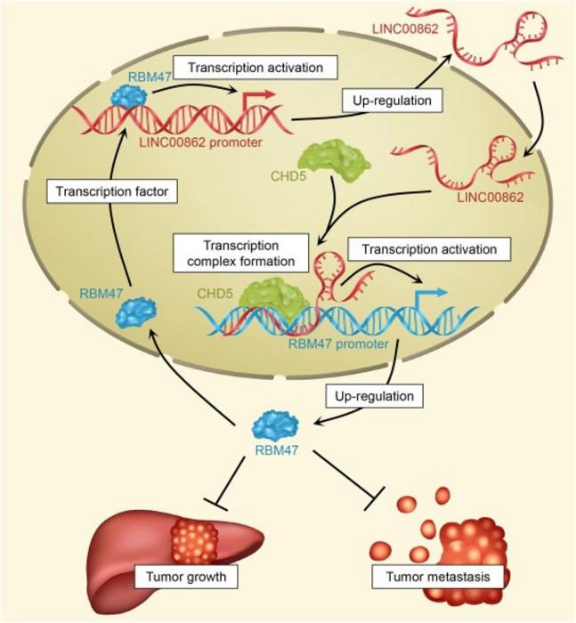 Schematic representation of the molecular mechanism underlying LINC00862-mediated suppression of hepatocellular carcinoma progression via RBM47