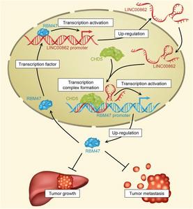 Schematic representation of the molecular mechanism underlying LINC00862-mediated suppression of hepatocellular carcinoma progression via RBM47
