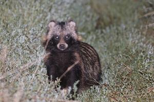 Raccoon dogs  are continuing to spread across Europe