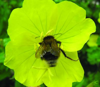 Bumble Bee