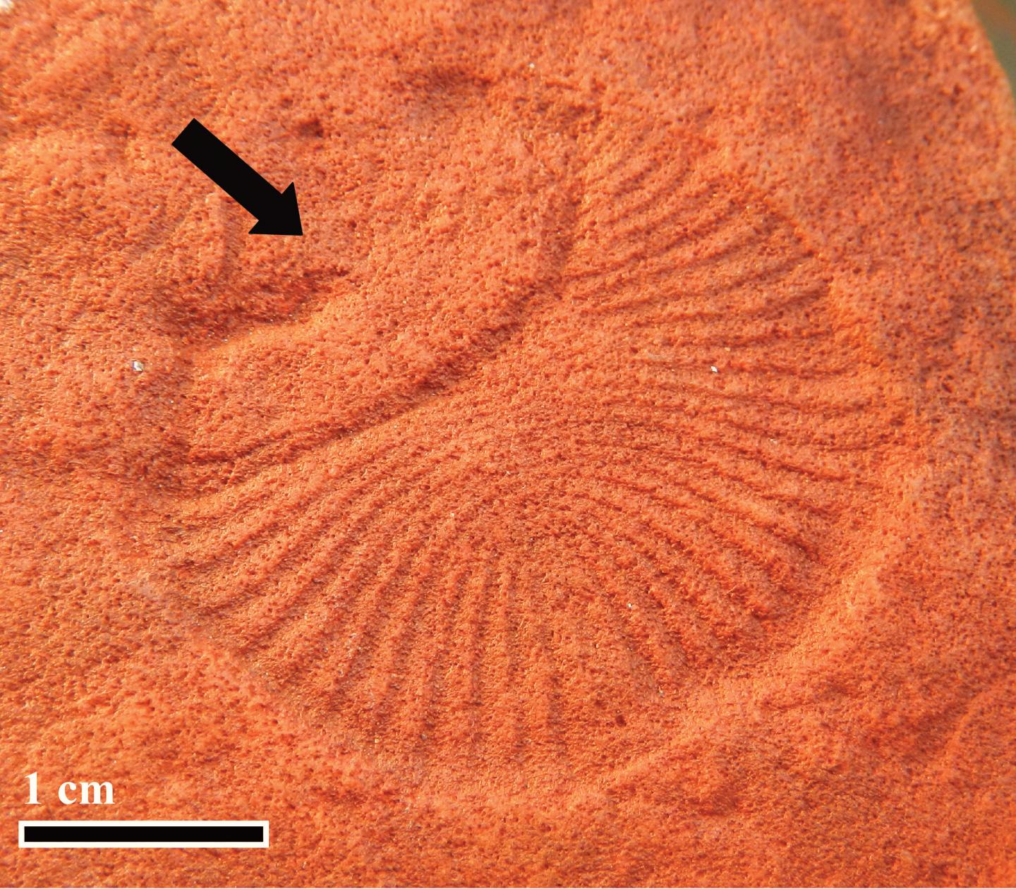 <i>Dickinsonia</i> (1 of 2)