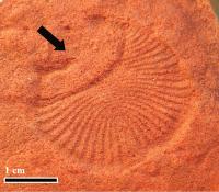 <i>Dickinsonia</i> (1 of 2)