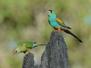 Golden-shouldered parrot credit Peter Valentine