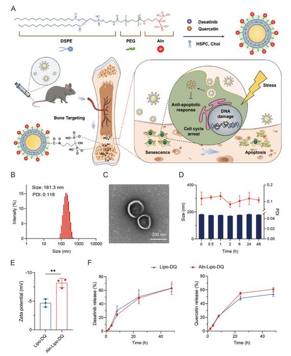 Fig. 1. Fabrication and characterization of Aln-Lipo-DQ.