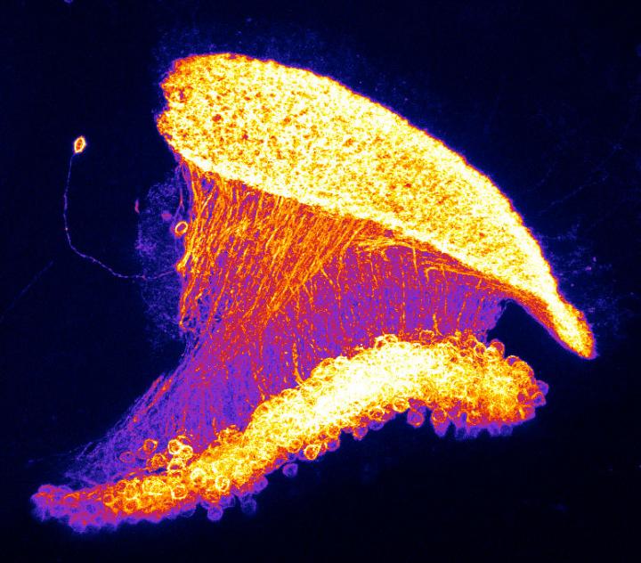 T4 Cells Fly