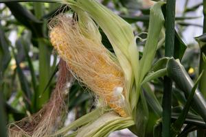 Corn