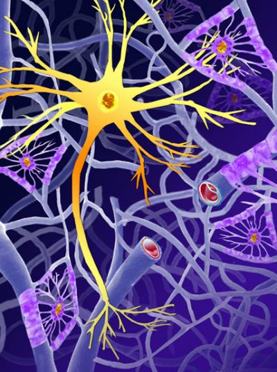 Brain Vasculature