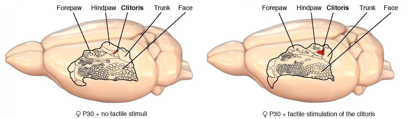 Touching Helps Build the Sexual Brain