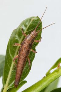Melanistic Morph, Timema stick insect