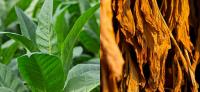 Tobacco