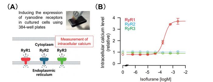 Experimental schematic of calcium release detection and RyR1 activation by isoflurane