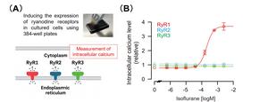 Experimental schematic of calcium release detection and RyR1 activation by isoflurane