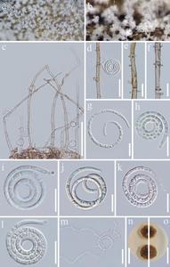 Neohelicomyces coffeae