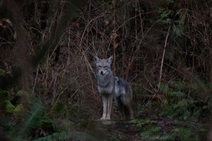 A coyote by the Hollow Tree in Stanley Park