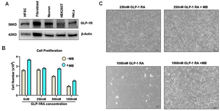 Methylene blue protects hair follicle stem cells from oxidative and metabolic stress to enhance hair regeneration