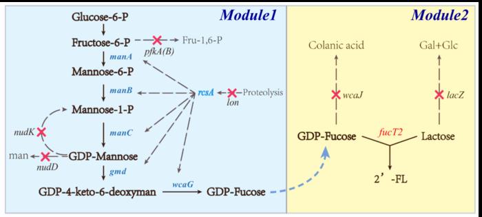 Engineered super-enzyme paves way for high-yield human milk ...
