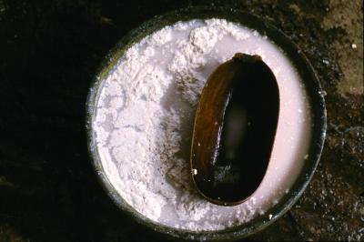 Tejate