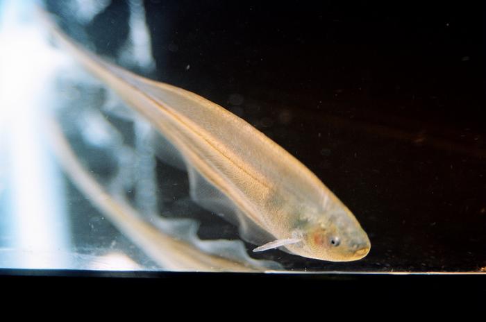 Glass knifefish as a model for widespread explore/exploit behavior