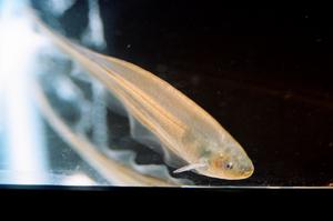 Glass knifefish as a model for widespread explore/exploit behavior