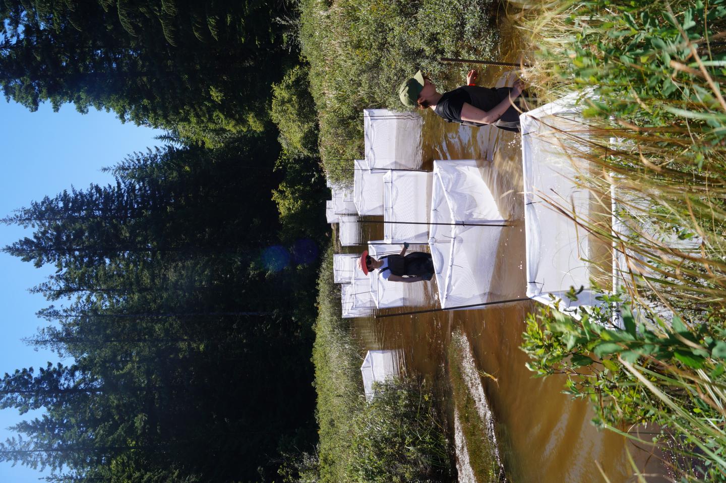Stickleback Cages