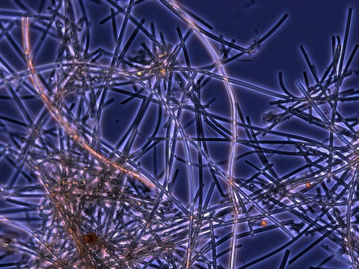 Iron-Oxidizing Bacteria