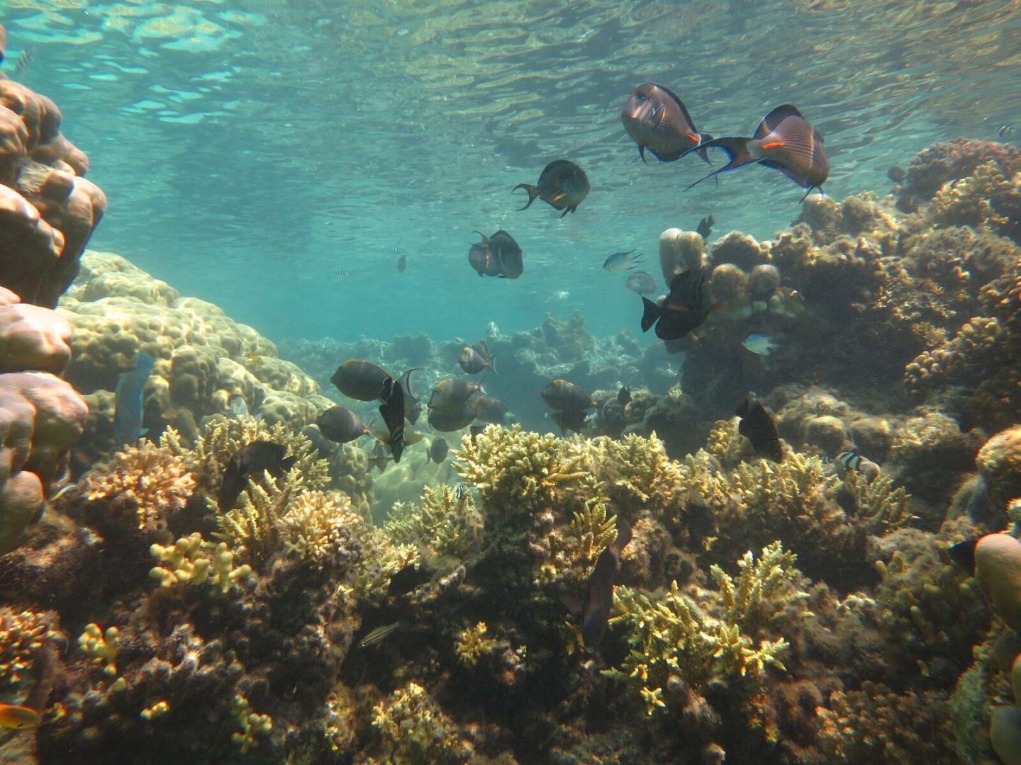 Simple framework helps future ocean studies