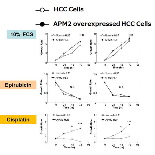 Over expression of APM2 induce resistance to cisplatin