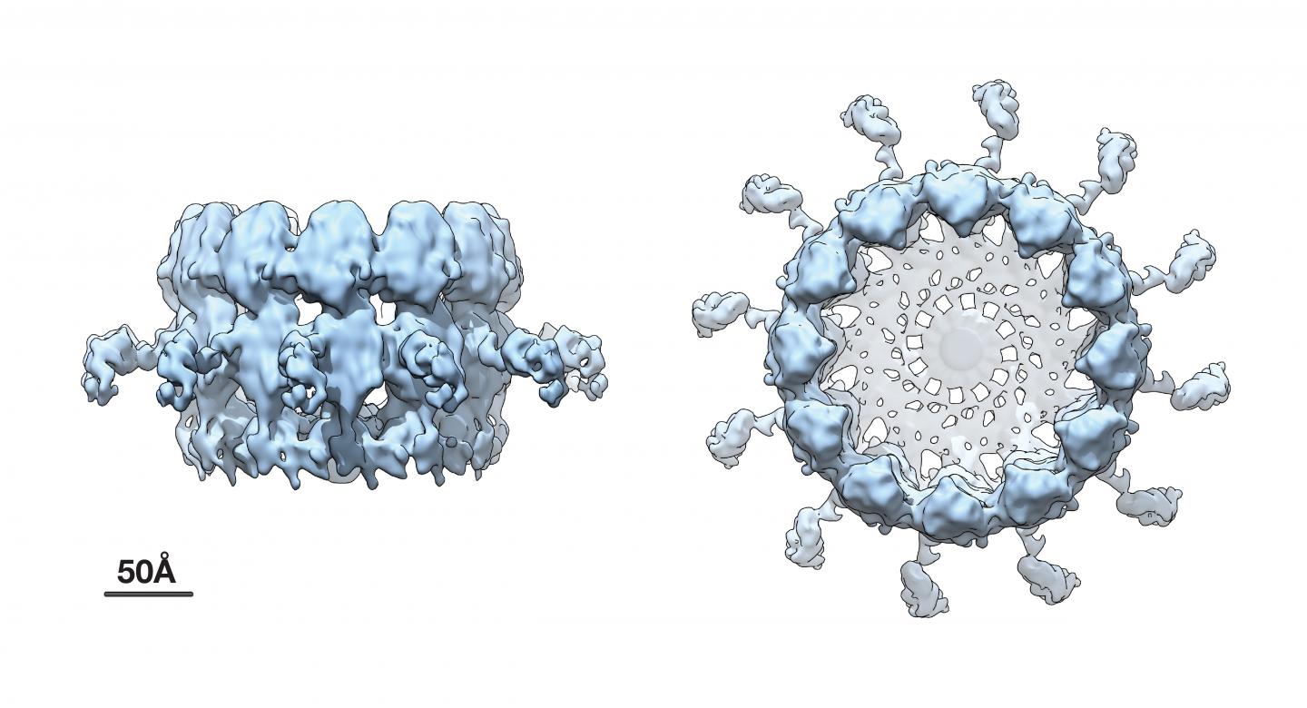 Viral RNA Replication 