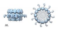 Viral RNA Replication 
