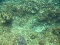 Butterflyfish Showing No Aggression