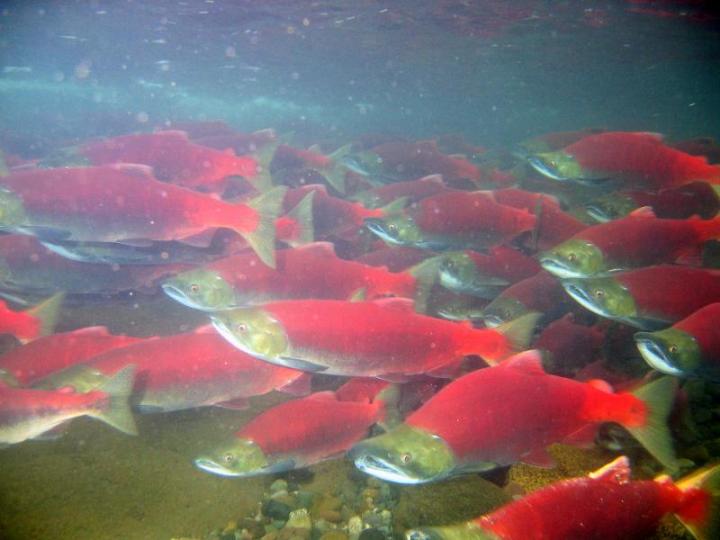 Salmon