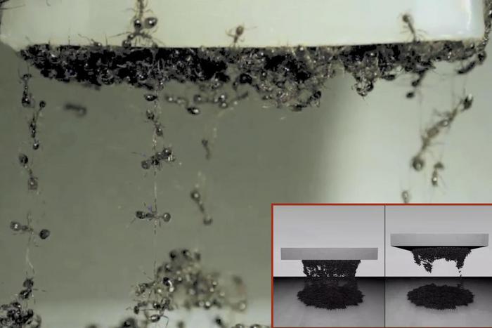 Ant-Simulation