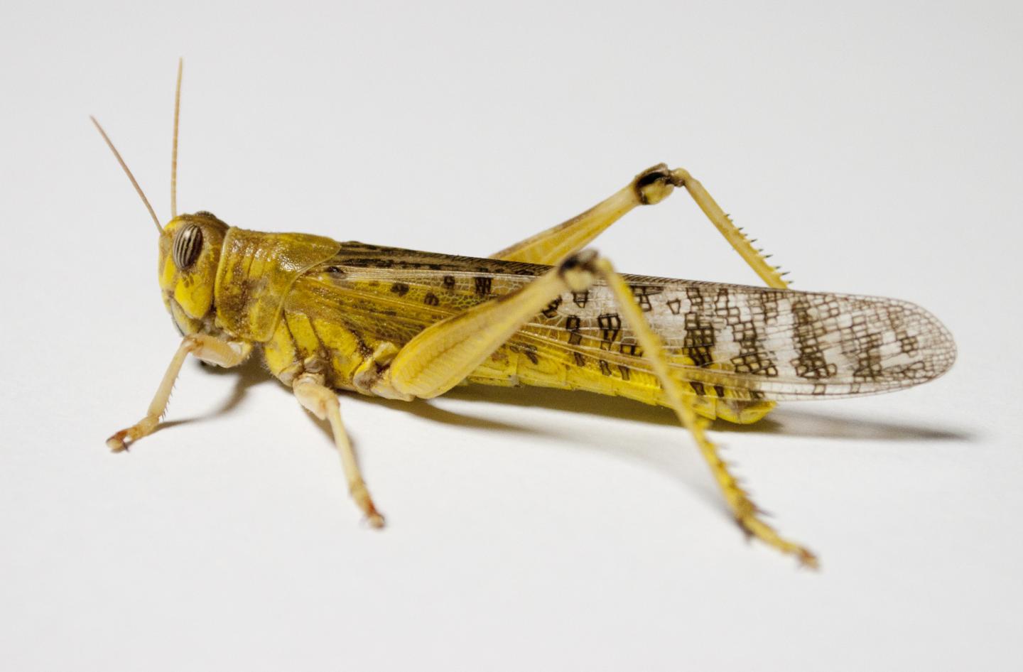 Locust Side View