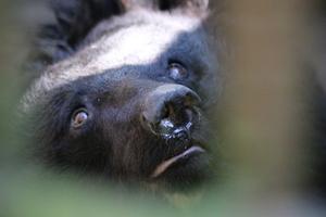Asiatic black bear II