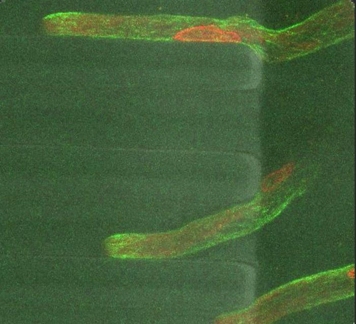 Video of young emerging root hairs of Arabidopsis thaliana