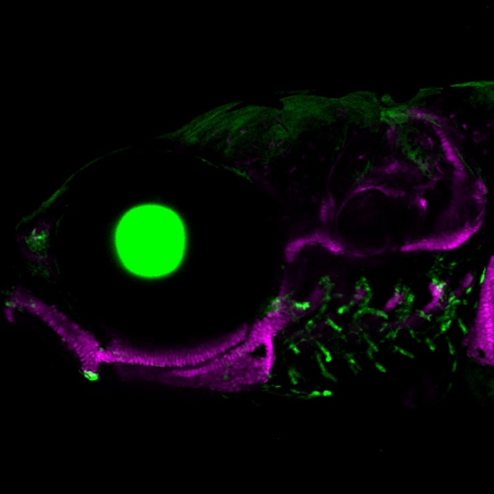 Zebrafish structures