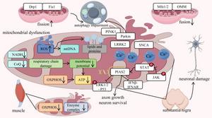 Molecular mechanisms of mitochondrial dysfunction in PD.