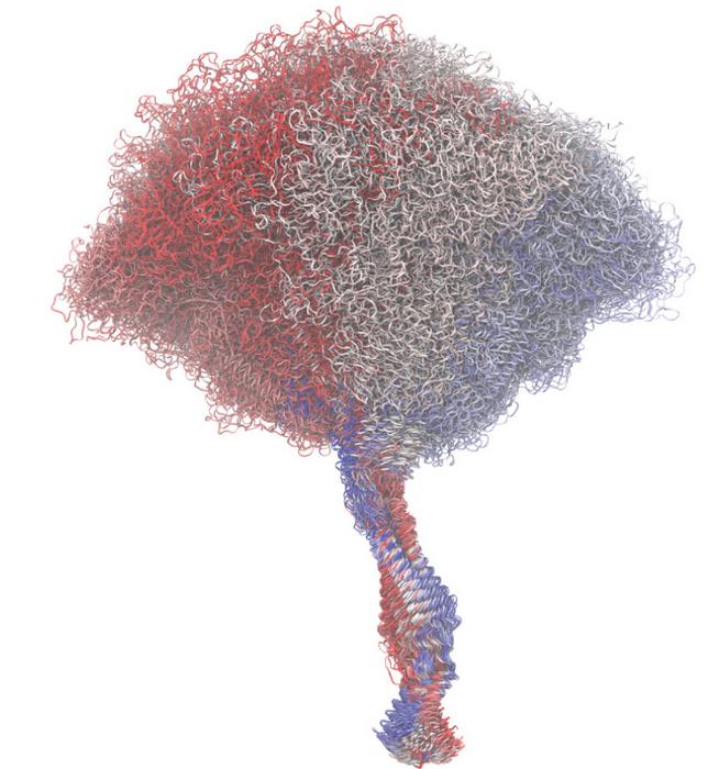 SARS-CoV-2 Spike Protein Simulation