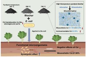Selective application of biochars to realize biochar–microbe synergistic immobilization of soil cadmium