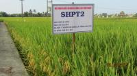 Testing Salinity Tolerance in Rice (3 of 3)