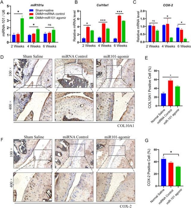 Col10a1, COX-2, and miRNA-101a expression after intra-articular injection of miRNA-101 agomir in DMM-induced OA mice. Image Caption: (A–C) The relative mRNA