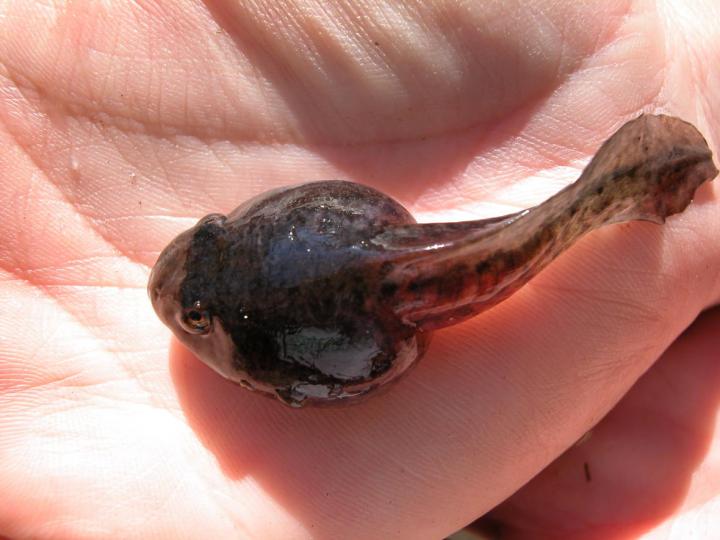 Tadpole with Severe <i>Perkinsea<i> infection