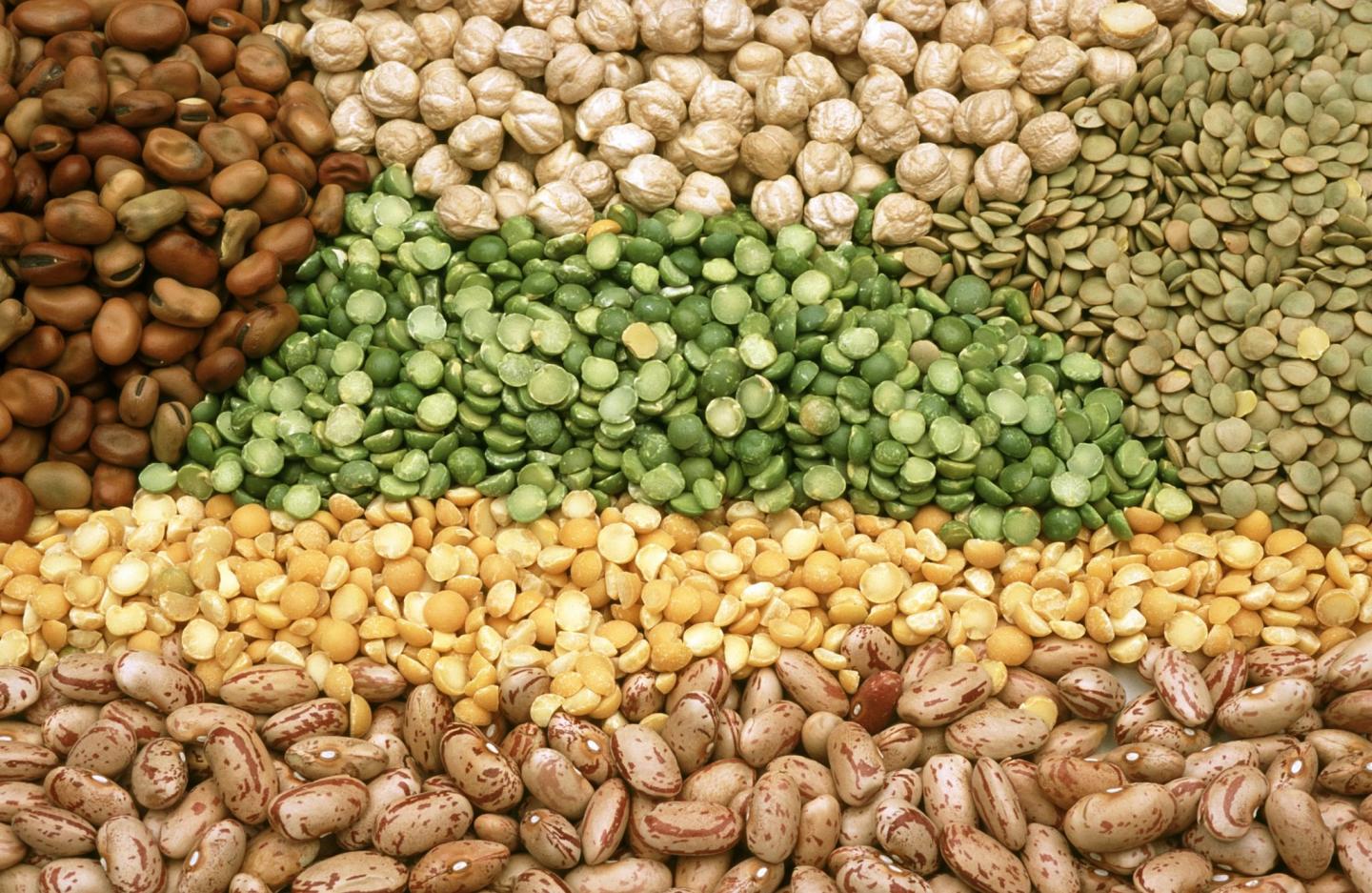 Legumes