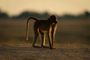 Baboon walking