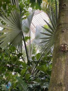 Kew Gardens Conservatory-The Palm House