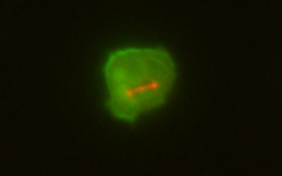 Cell Division