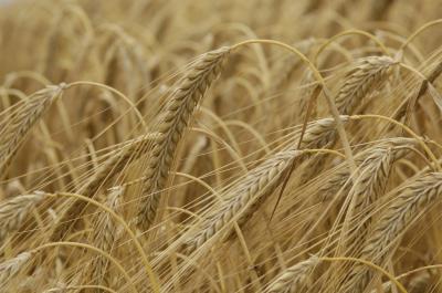 Barley