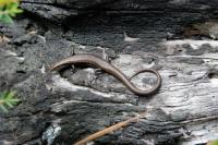 Lizard (2 of 3)
